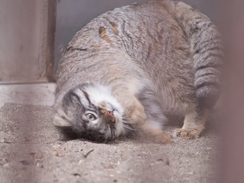 A photograph of Figa in Nogeyama Zoo