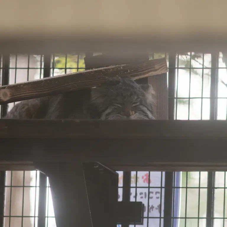 A photograph of Figa in Nogeyama Zoo