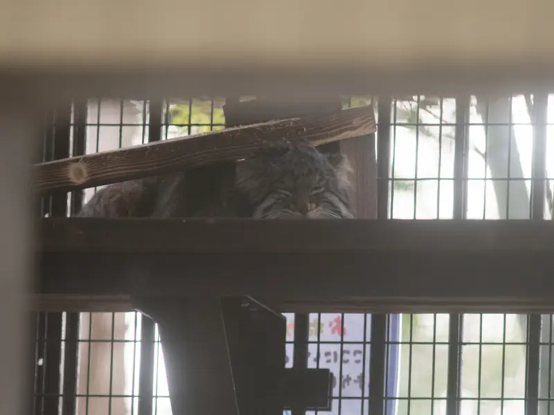 A photograph of Figa in Nogeyama Zoo