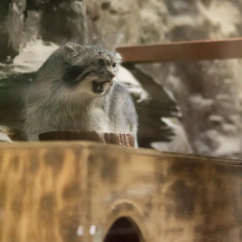 A photograph of Klyon in Ueno Zoological Gardens