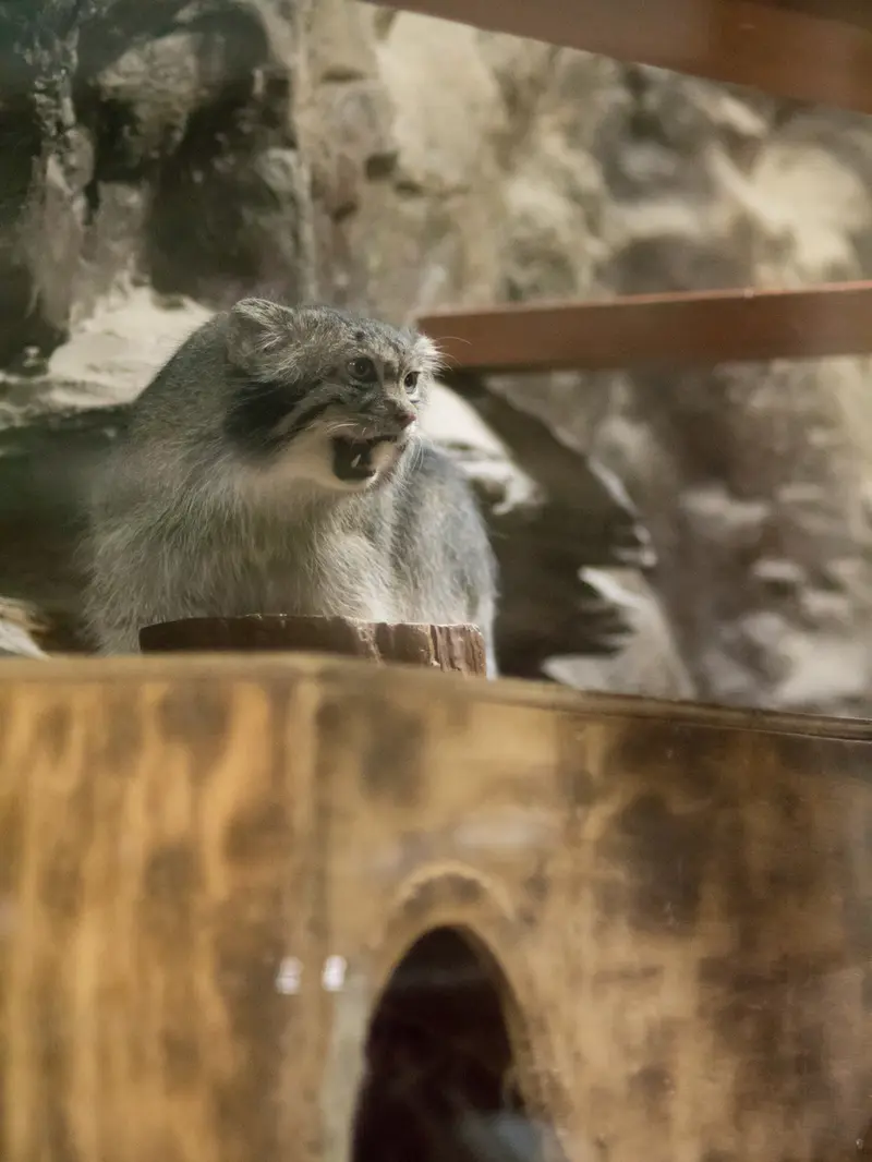 A photograph of Klyon in Ueno Zoological Gardens