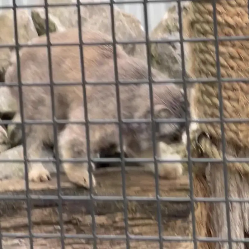 A photograph of a Pallas's cat in Zie-Zoo