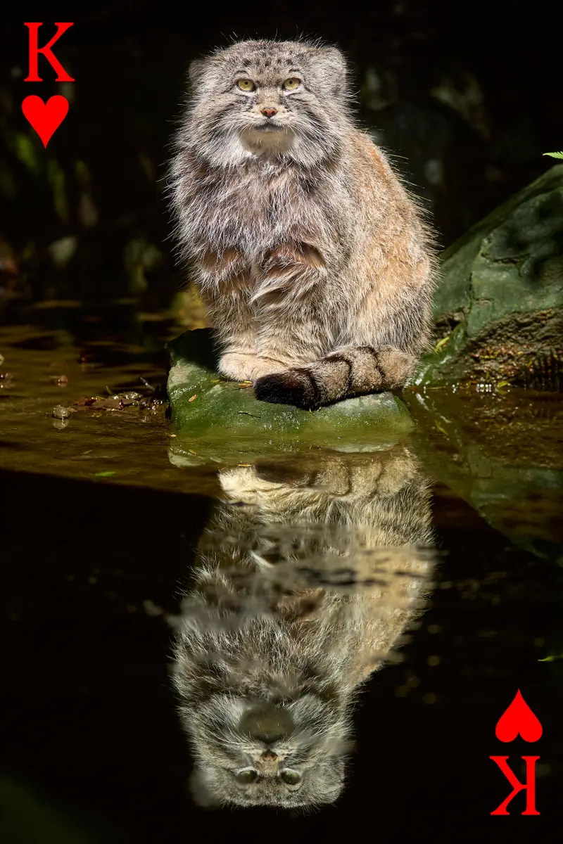 A photograph of a Pallas's cat