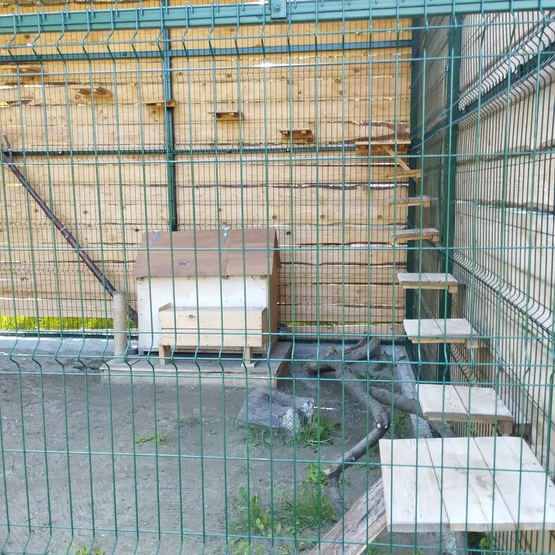 A photograph of Chip in Barnaul zoo “Lesnaya skazka”