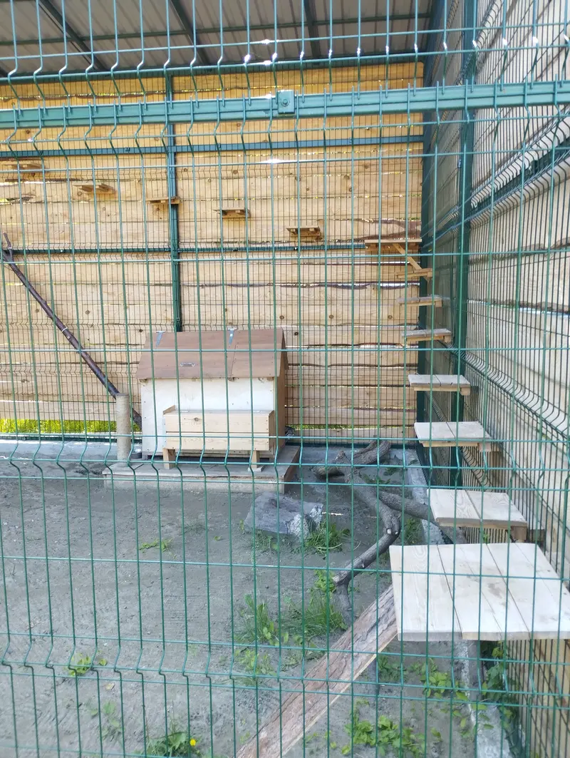 A photograph of Chip in Barnaul zoo “Lesnaya skazka”