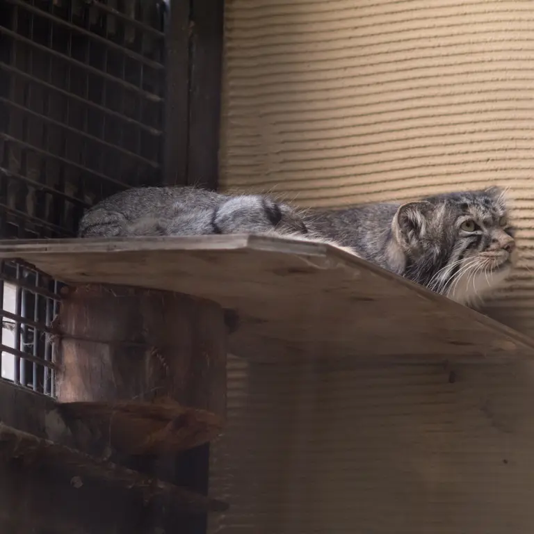 A photograph of Hide in Asahiyama Zoo