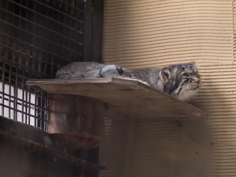 A photograph of Hide in Asahiyama Zoo