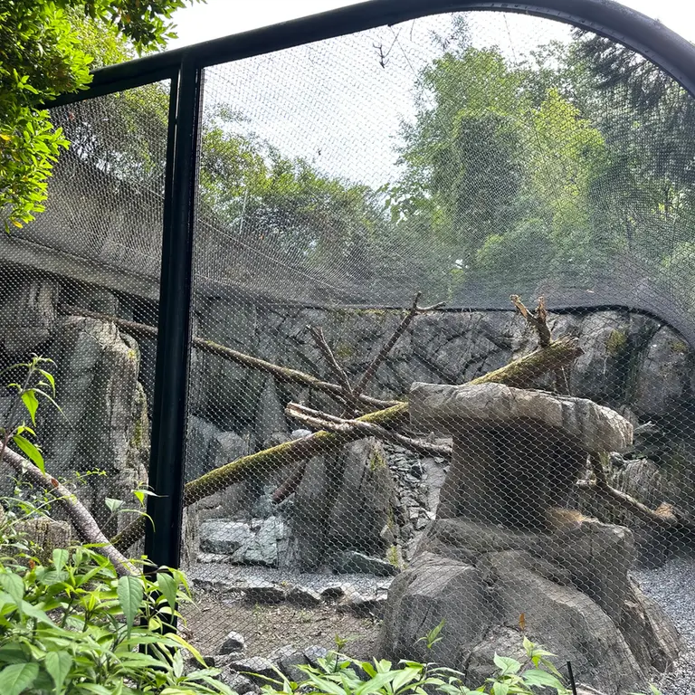 A photograph of a Pallas's cat in Woodland Park Zoo