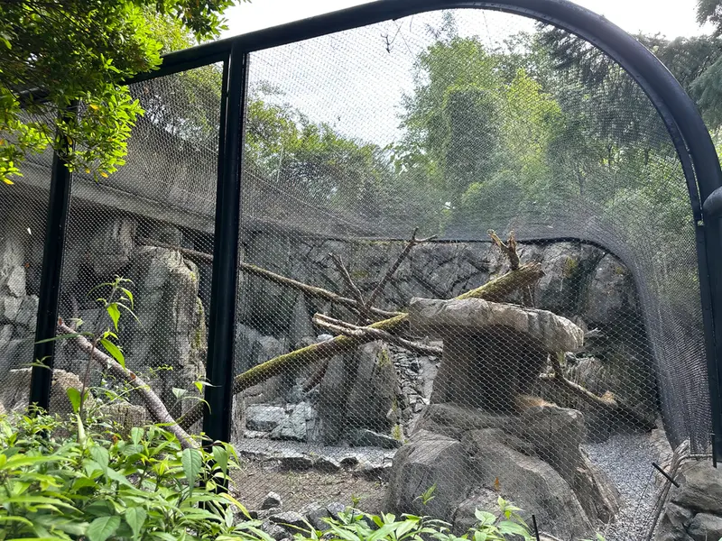 A photograph of a Pallas's cat in Woodland Park Zoo