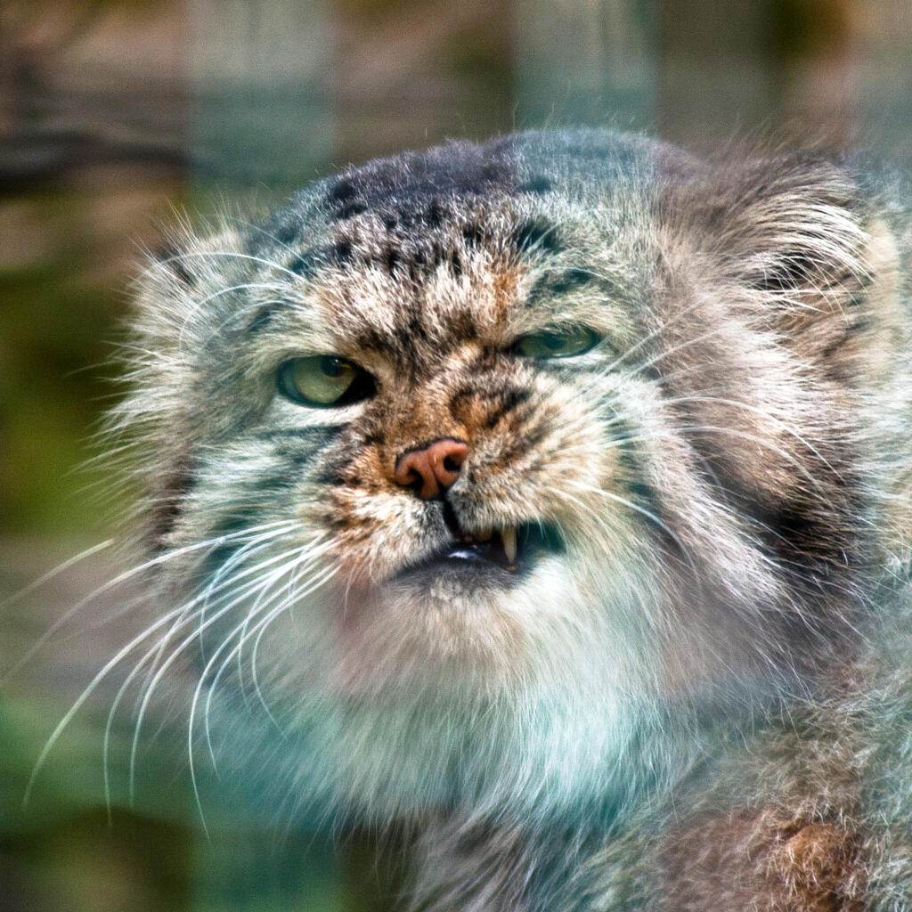 John Rooks Cat Jonathan the Pallas's cat • Manulization
