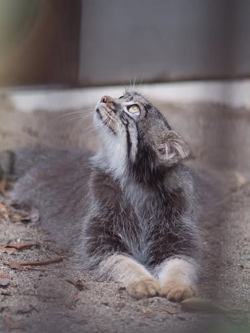A photograph of Figa in Nogeyama Zoo