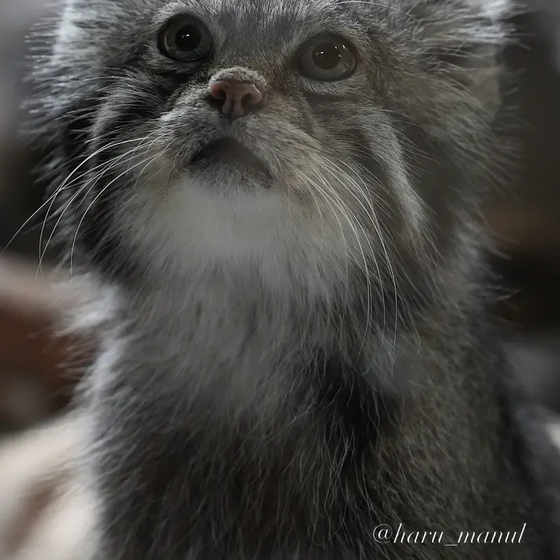 A photograph of Klyon in Ueno Zoological Gardens
