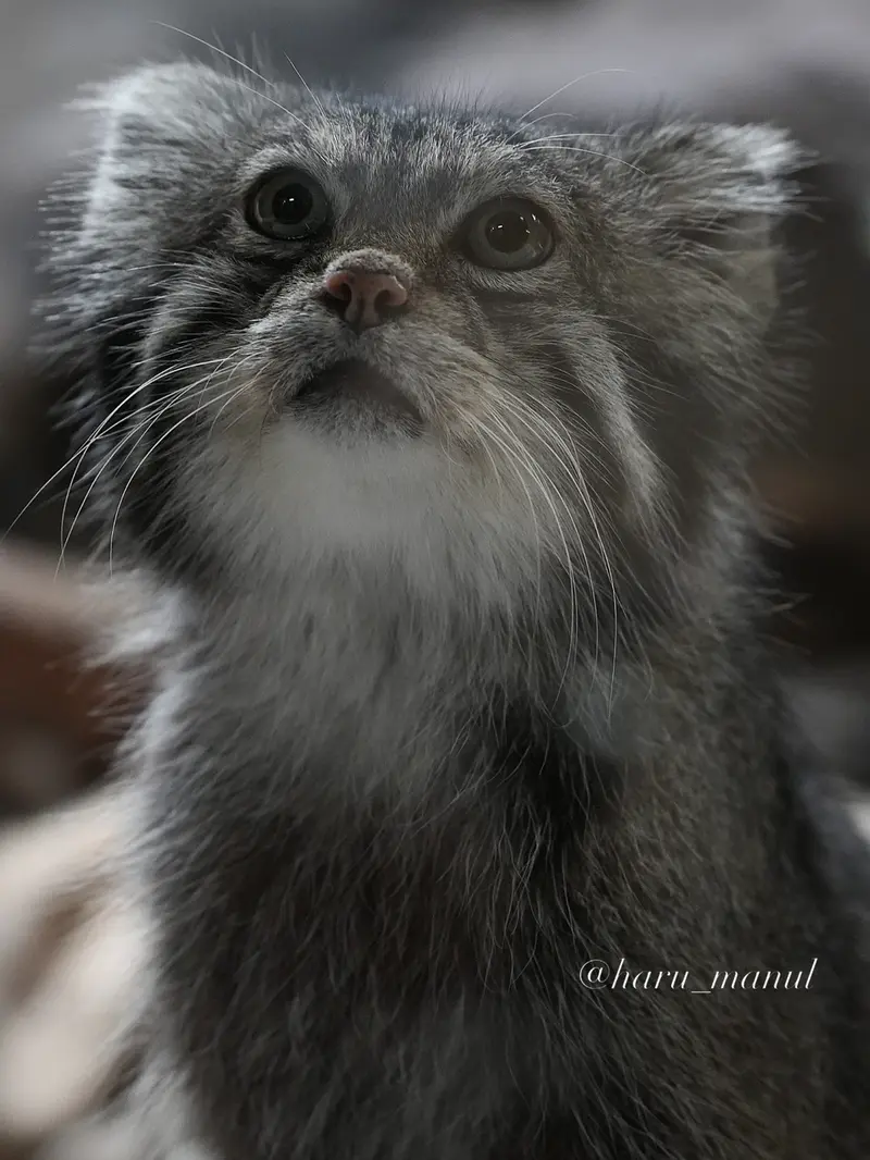 A photograph of Klyon in Ueno Zoological Gardens