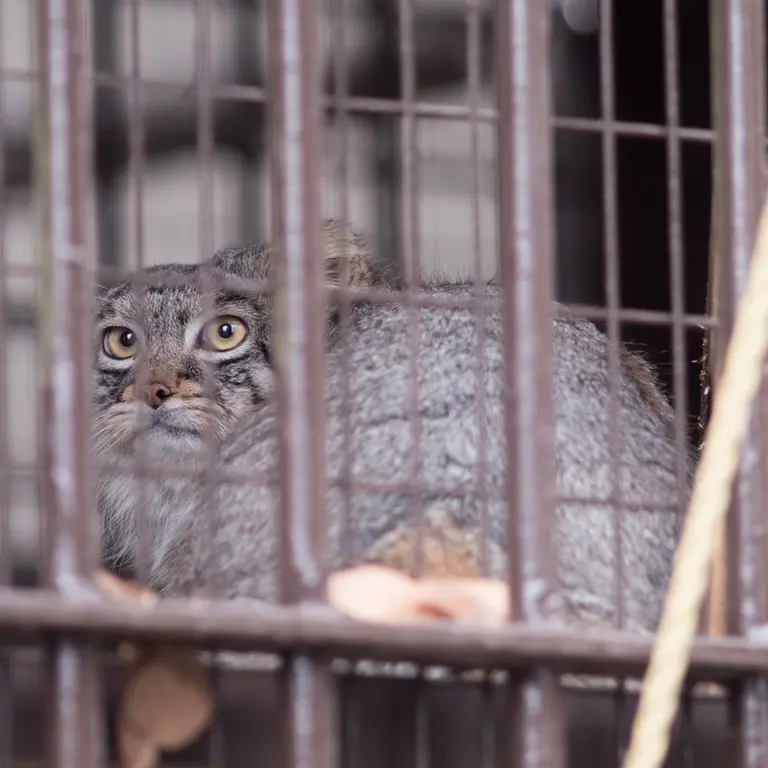 A photograph of Figa in Nogeyama Zoo