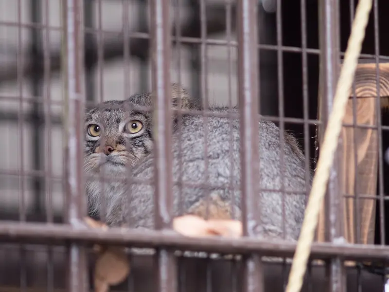 A photograph of Figa in Nogeyama Zoo