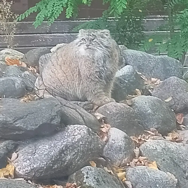 A photograph of Bozenka in Poznan New Zoo