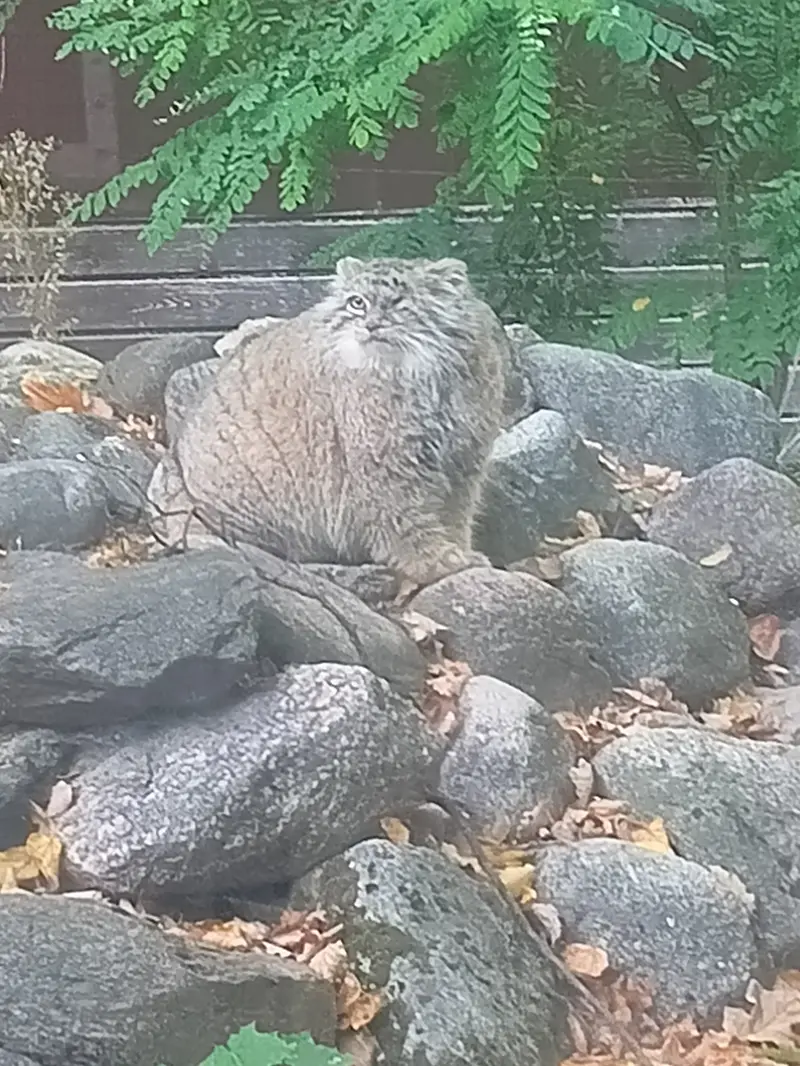A photograph of Bozenka in Poznan New Zoo