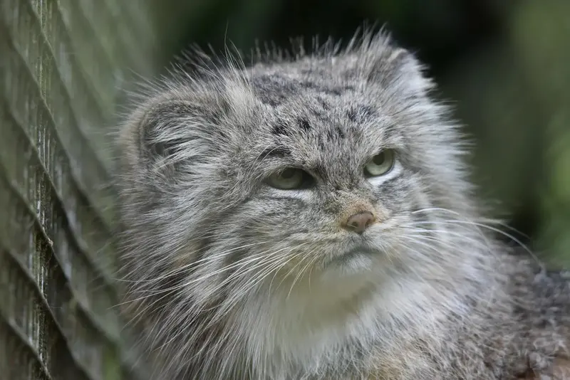 A photograph of a Pallas's cat