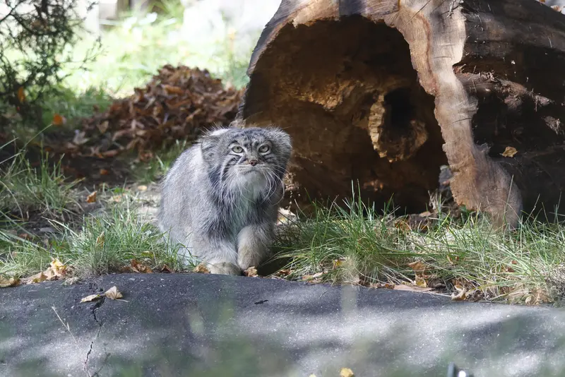 A photograph of a Pallas's cat