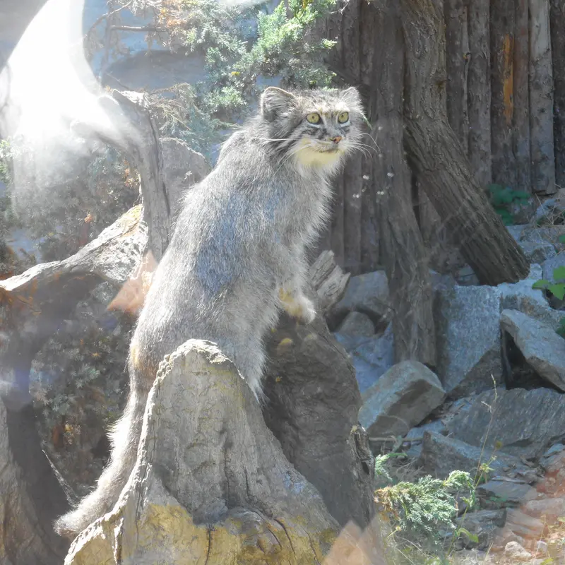A photograph of a Pallas's cat