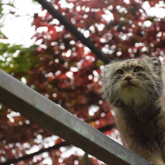 A photograph of Bohus in Budapest Zoo & Botanical Garden