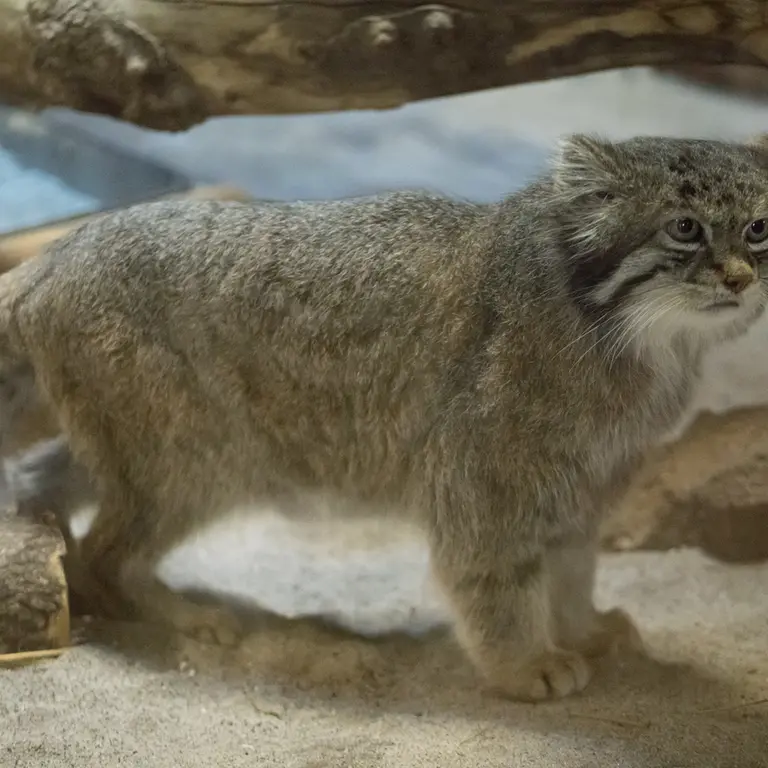 A photograph of Klyon in Ueno Zoological Gardens
