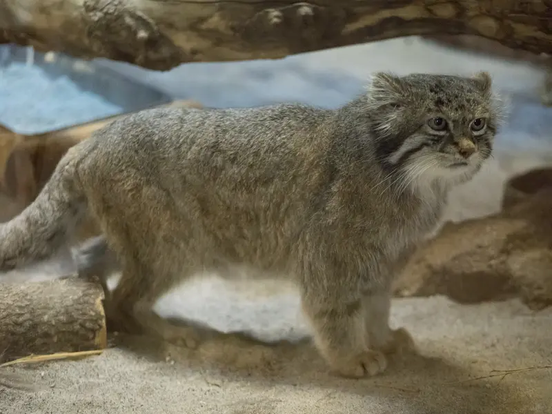 A photograph of Klyon in Ueno Zoological Gardens
