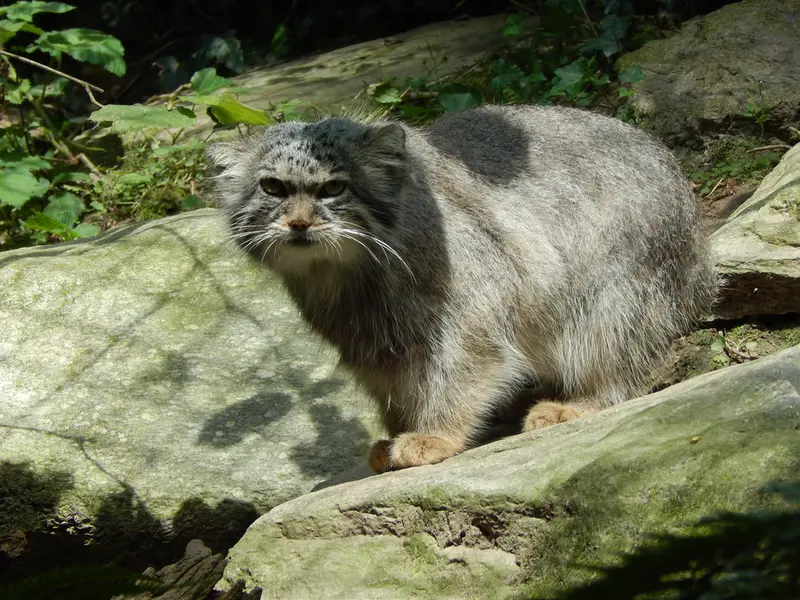 A photograph of Altana in Parco Faunistico La Torbiera