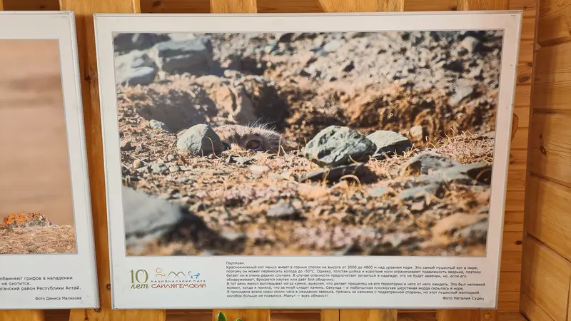 A photograph of a Pallas's cat