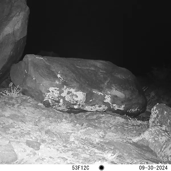 A photograph of Otocolobus manul manul from Koshkar camera trap
