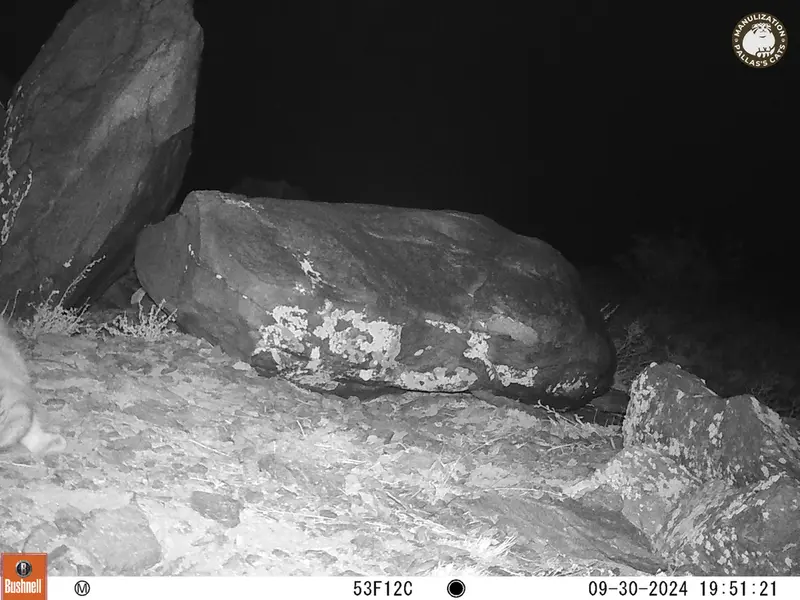 A photograph of Otocolobus manul manul from Koshkar camera trap