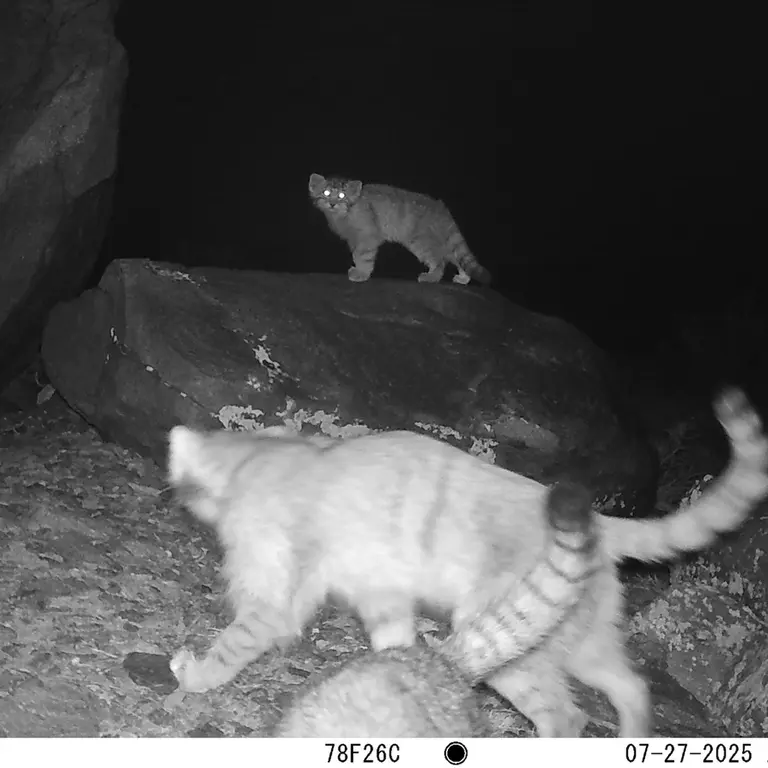 A photograph of Otocolobus manul manul from Koshkar [new] camera trap