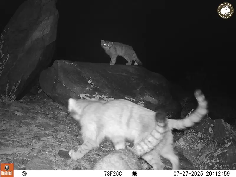 A photograph of Otocolobus manul manul from Koshkar [new] camera trap