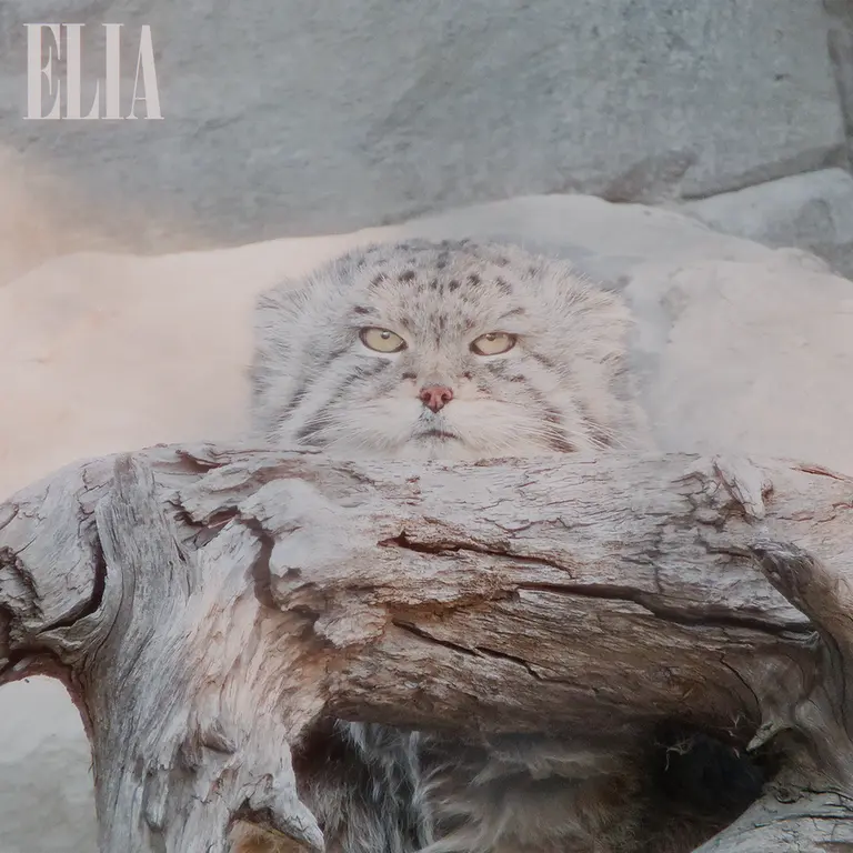 A photograph of Olaf in Calgary Zoo / Wilder Institute