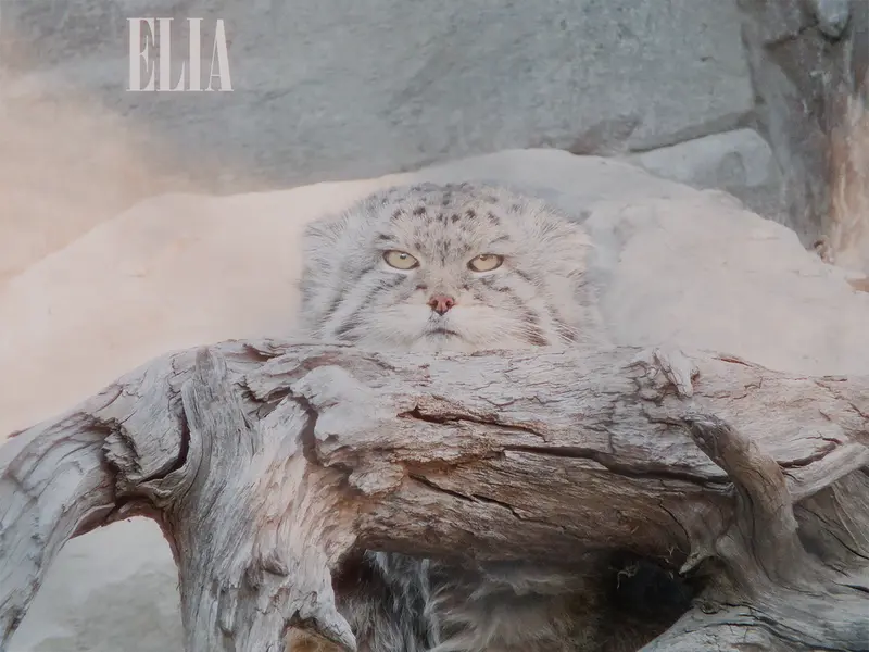 A photograph of Olaf in Calgary Zoo / Wilder Institute