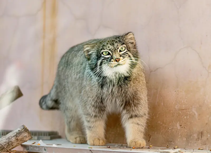 A photograph of Sun Daniang in Qinghai-Tibet Plateau Wildlife Zoo