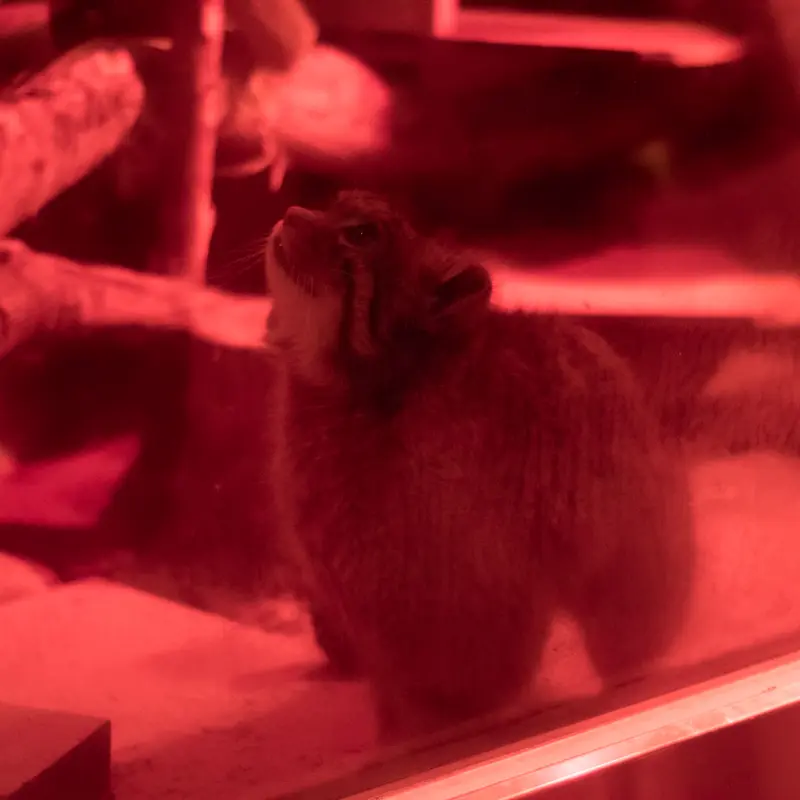 A photograph of Naim in Ueno Zoological Gardens