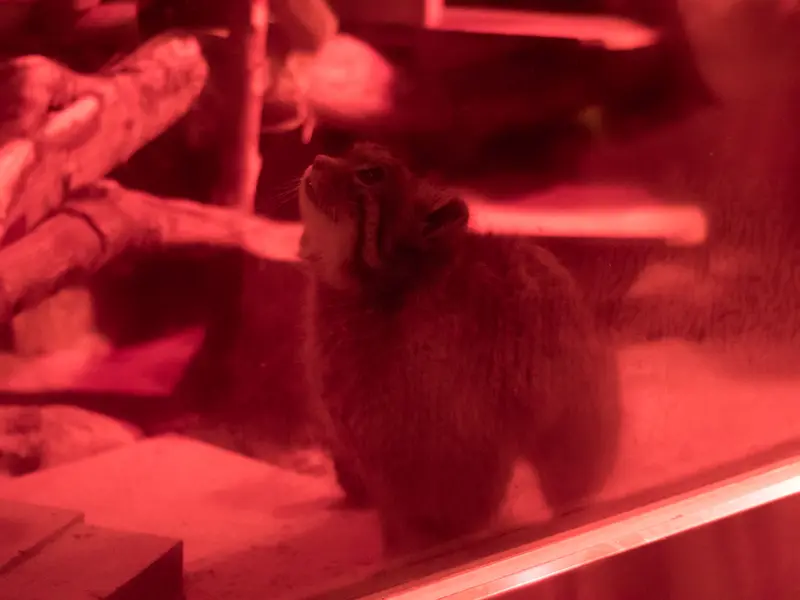 A photograph of Naim in Ueno Zoological Gardens