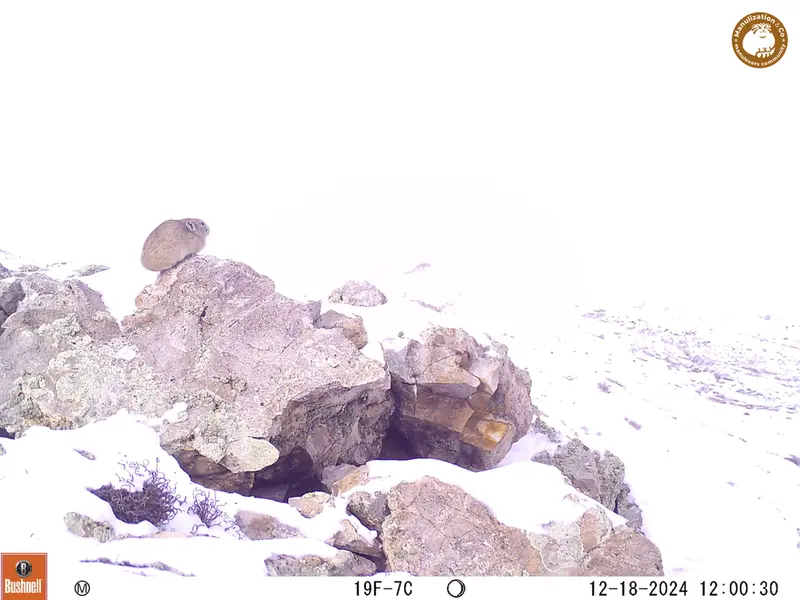 A photograph of Pika from Besshoky 1 camera trap