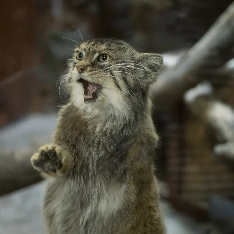 A photograph of Primula in Ueno Zoological Gardens
