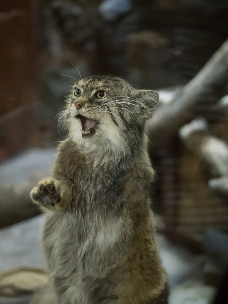 A photograph of Primula in Ueno Zoological Gardens