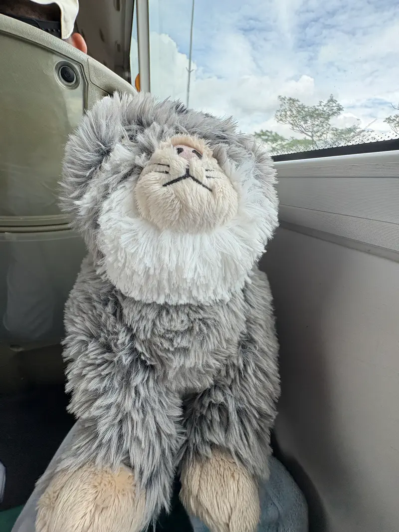 A photograph of a Pallas's cat