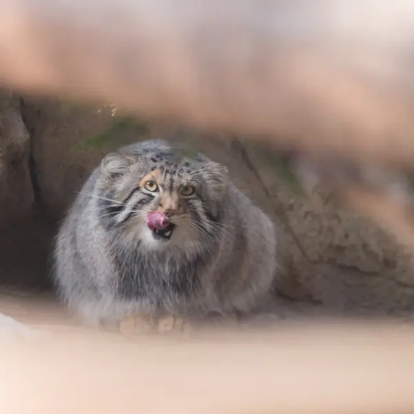 A photograph of Nagomu in Nasu Animal Kingdom