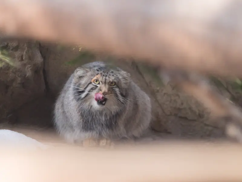 A photograph of Nagomu in Nasu Animal Kingdom