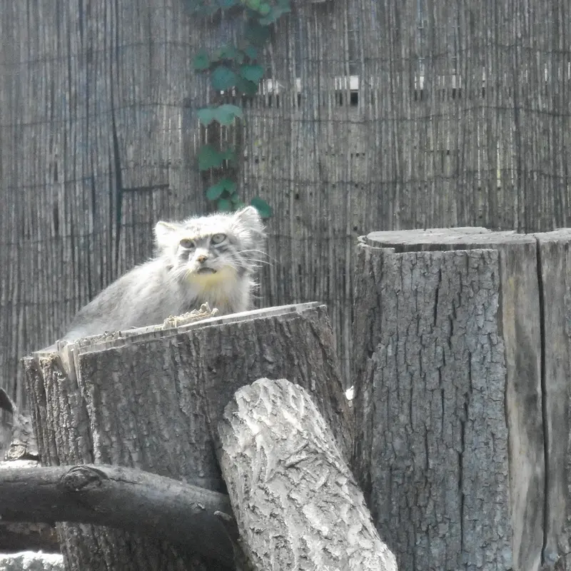 A photograph of a Pallas's cat