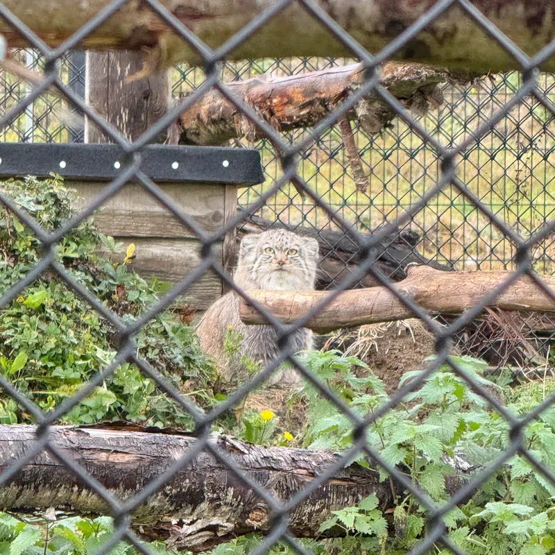 A photograph of Kharaa in Port Lympne Wild Animal Park