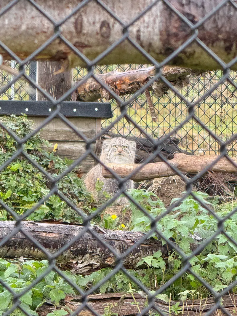 A photograph of Kharaa in Port Lympne Wild Animal Park