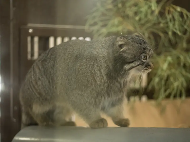 A photograph of Figa in Nogeyama Zoo