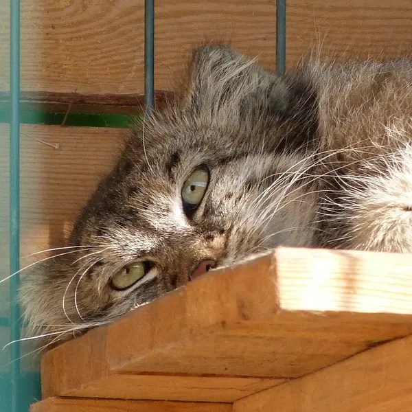 A photograph of Pepe in Barnaul zoo “Lesnaya skazka”