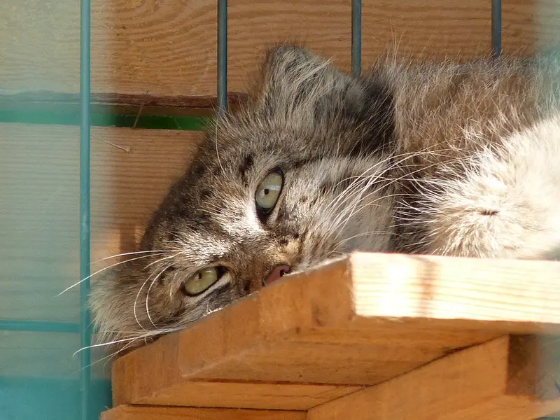 A photograph of Pepe in Barnaul zoo “Lesnaya skazka”